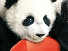 Animalz: Mis Amigos los Pandaz