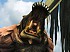 Im�genes de Monster Hunter Online
